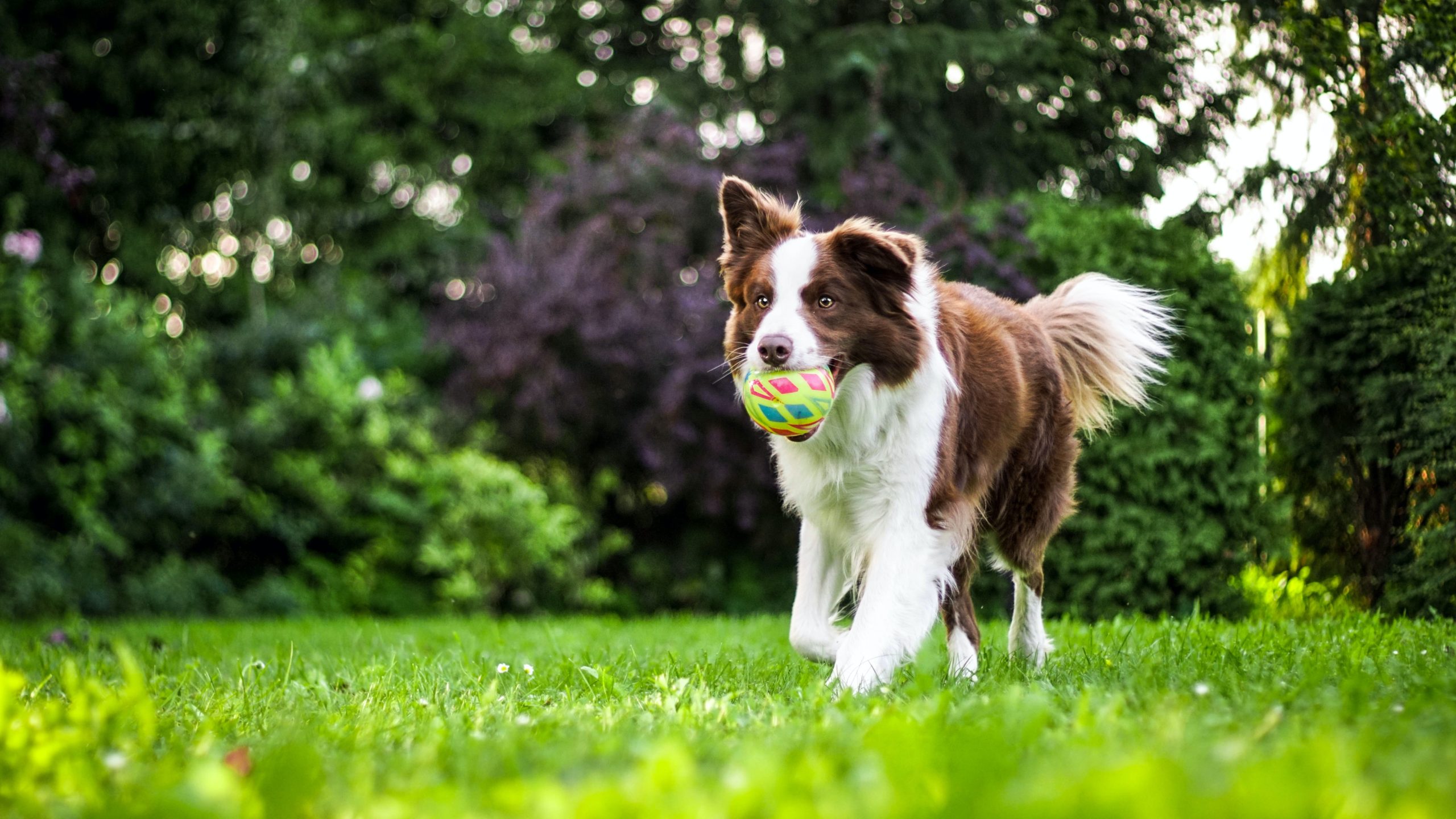 Reporting For Doody anna-dudkova-urs_y9NwFcc-unsplash-scaled Clean Up Dog Poop in Yard Pooper Scooper  yard wi reporting for doody dog poop cleanup 